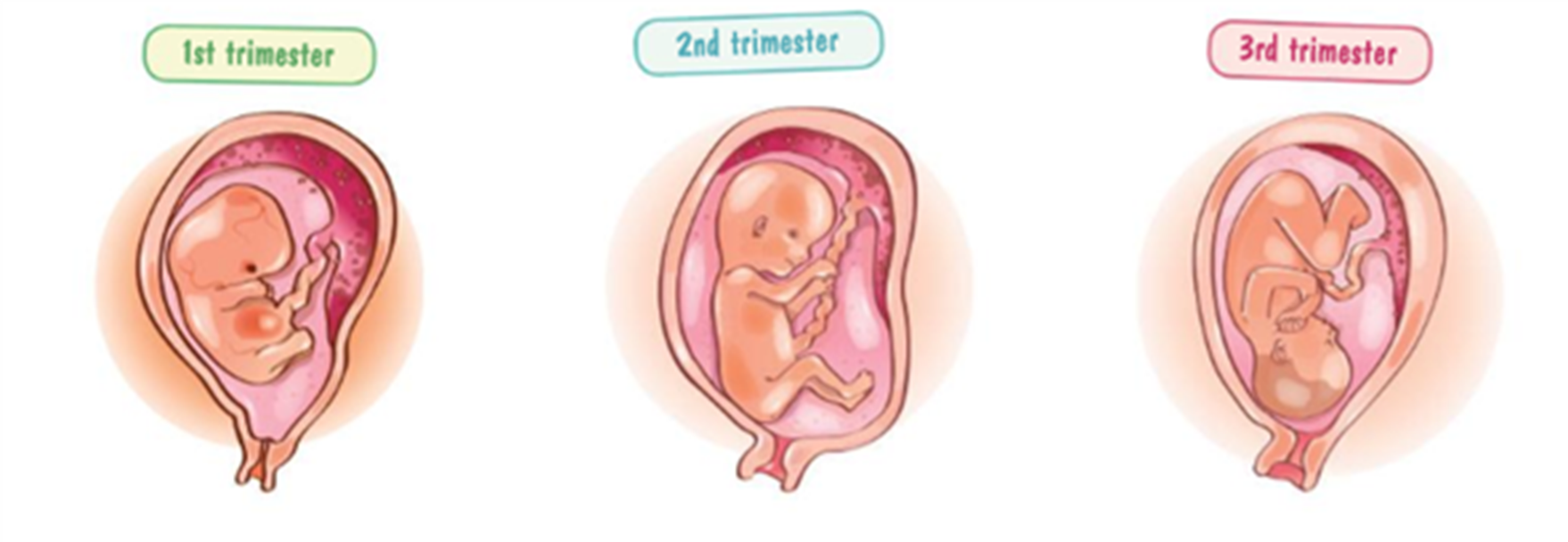 Embryonic development.png